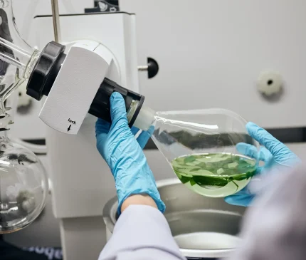 KH Roberts scientist wearing lab gloves holding a glass rotary evaporator flask with tea leaves inside.